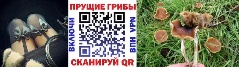 дарк нет наркотические препараты  mega зеркало  Псилоцибиновые грибы прущие грибы  Конаково  закладки 